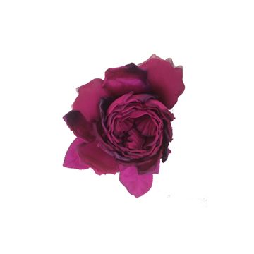 Magenta Blown Rose