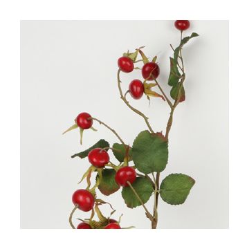 Red Rose Hip Branch