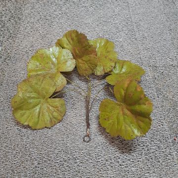 Green Bunch of Vine Leaves