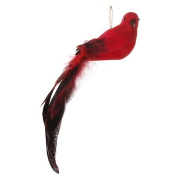 Red Feather Longtail Bird