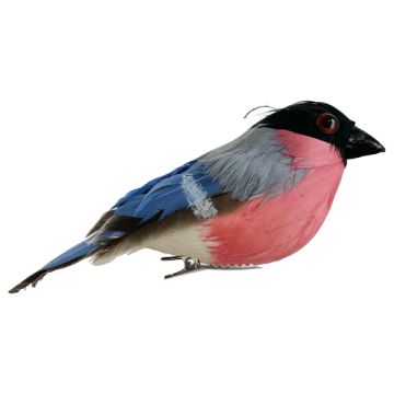 Blue Pink Feather Bullfinch