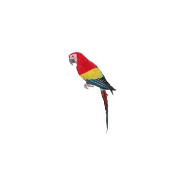 Red Feather Parrot