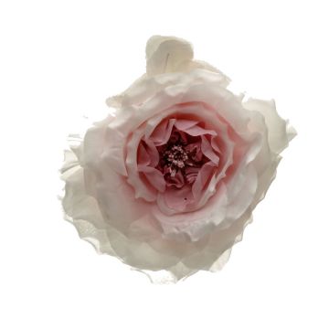 Pale Azalea Blown Rose
