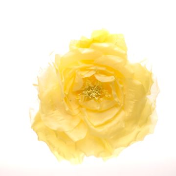 Sherbet Lemon Blown Rose