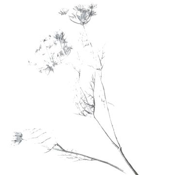 Silver Sparkle Queen Annes Lace