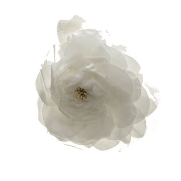White Blown Rose