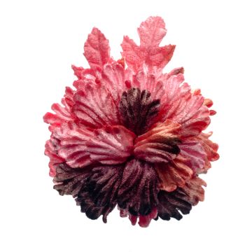 Deep Apricot Velvet Flower