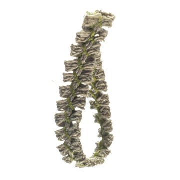 Nicotiana Green Garland Braid