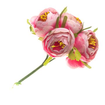 Pink Impatience Flower Bunch