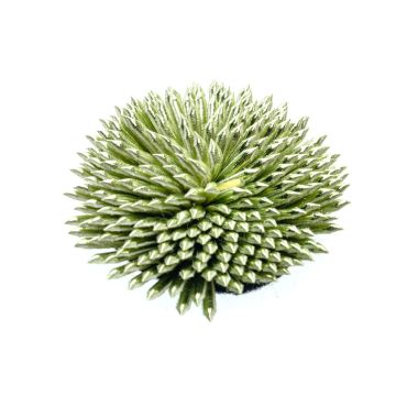 Sludge Green Faux Leather Sea Urchin