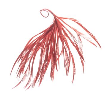 Coral Feather Mount
