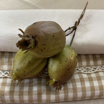 Green Fruit Pick