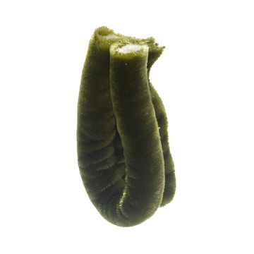 Leaf Green Giant Velvet Piping