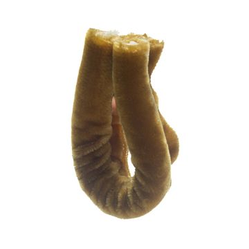 Onion Skin Giant Velvet Piping