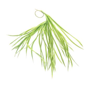Pale Lime Feather Mount