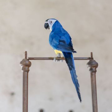 Blue Feather Parrot