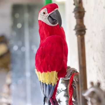 Red Feather Parrot