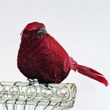 Red Feather Bird
