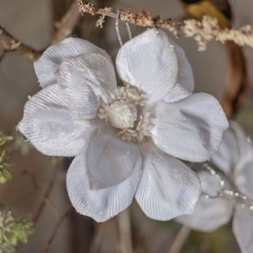 White Magnolia