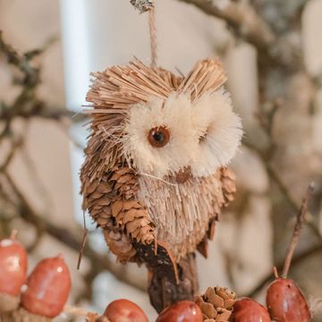 Brown Bristle Owl