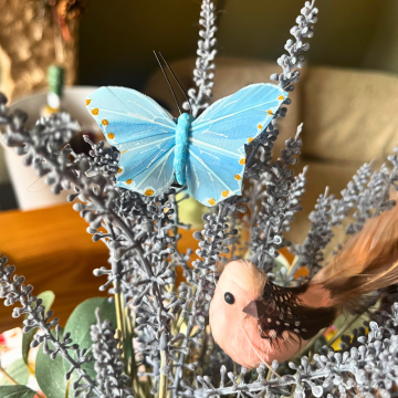 Viola Azura Butterfly on Clip