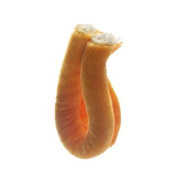 Deep Apricot Giant Velvet Piping